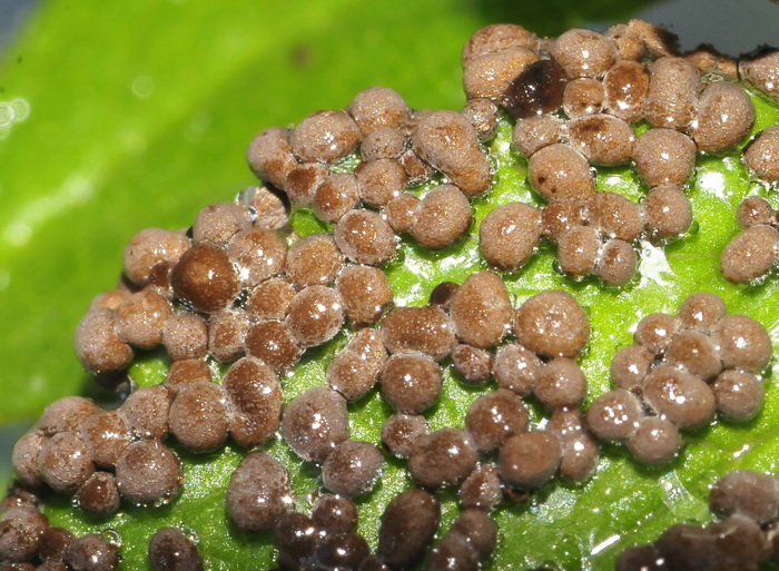 Physarum cinereum?
